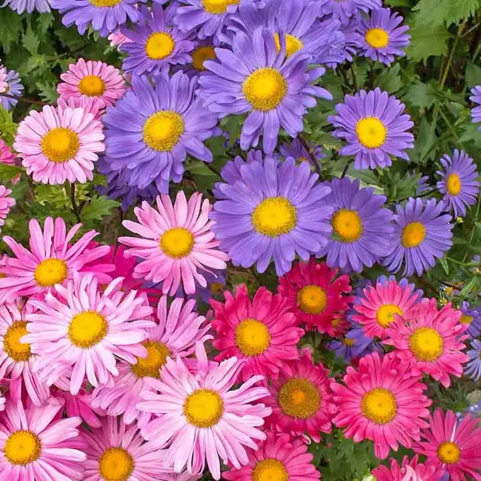 BStore 200 Single Mix China Aster Beautiful Daisy Like Seeds Starter Kits - €8,53 EUR
