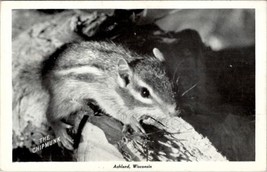 RPPC Chipmunk Ashland Wisconsin 1944 to Spooner Postcard U6 - £4.07 GBP