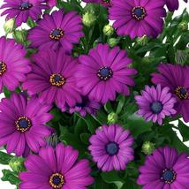 200 Dark Purple Cape Daisy Seeds, Hardy Perennial Blooms, Drought-Tolerant - €11,11 EUR