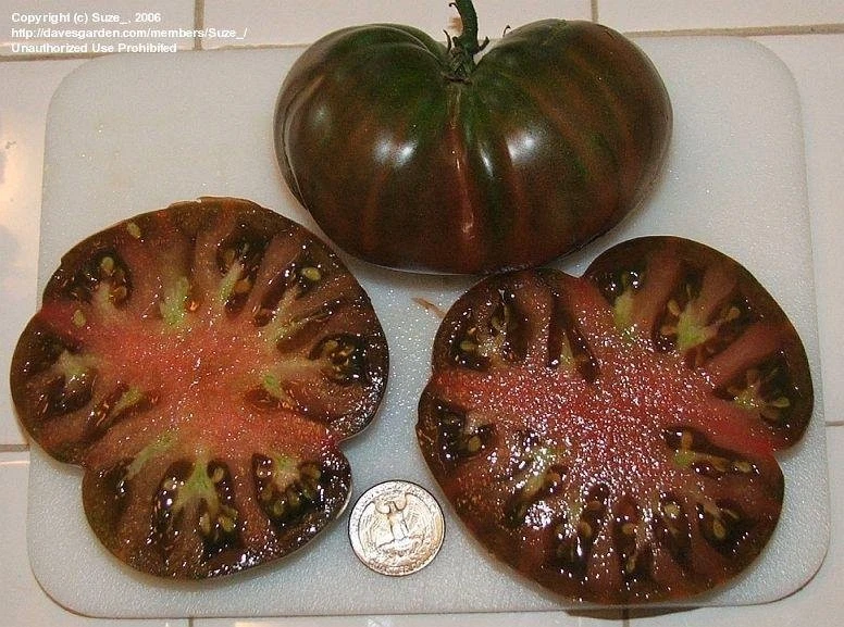 10+ Black From Tula Tomato Seeds ---------- Heirloom -- NON GMO --------... - $7.38