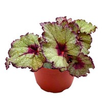 Harmony&#39;s Sleigh Bells 6 inch Begonia Rex White Christmas - £26.20 GBP