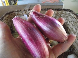 50 Organic Rainbow Jewel Corn Seeds - Popcorn - NON-GMO – Heirloom- 2024 Season - £2.94 GBP