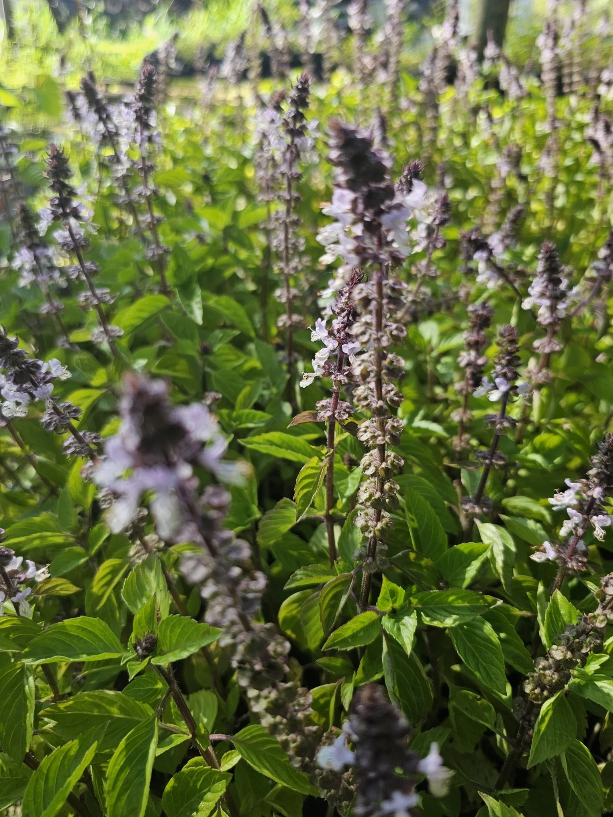 Holy Basil Live Plant 5" Tall~Kapoor~Tulsi~Ocimum Africanum 3 Plugs Per Order Item image 3