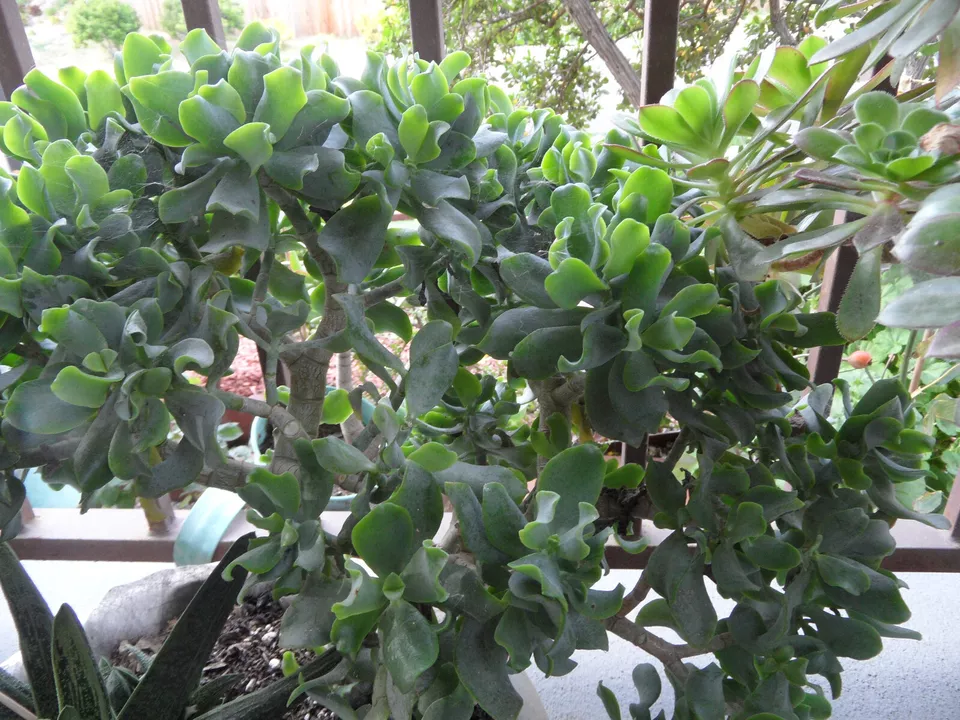 Lot of 3 Crassula Arborescens Undulatifolia Ripple Curly Jade cuttings 4-5&quot; - £13.52 GBP