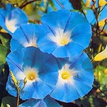 Heavenly Blue Morning Glory Vine Ipomoea Tricolor Flower  50 Seeds US Seller - £7.38 GBP