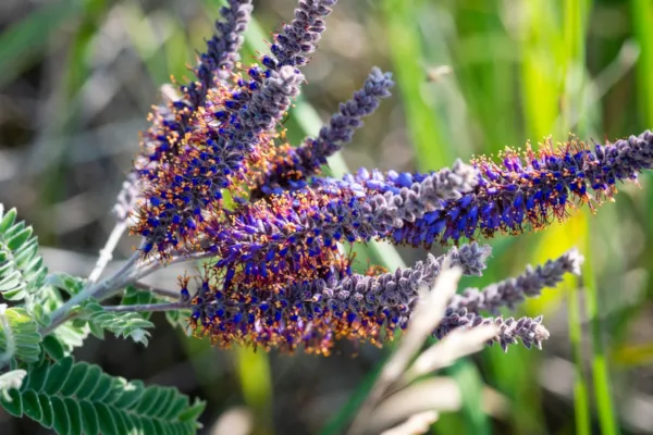 Top Seller 100 Purple Lead Plant Amorpha Canescens Wild Tea Downy Indigo... - $14.60