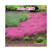 500 Pink Creeping Thyme Seeds  Non-GMO  Bulk Groundcover Seeds 500 Seeds - $8.99