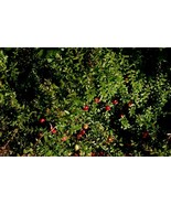 Vaccinium Macrocarpon Cranberry Shrub 5 Seeds New Fresh  - $17.96