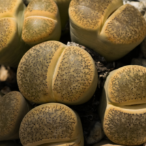 Imported Lithops GE KK - 100 Seeds - $6.54