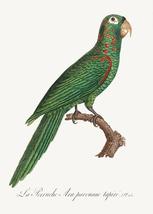 Red-Spectacled Amazon, Amazona Pretrei - 1800&#39;s Francois Levaillant Bird... - $11.99