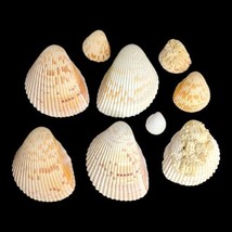 Lot 9 Atlantic Giant Cockle Shells Dinocardium Vobustum Nautical Seashel... - $18.19