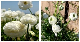 Fresh Seeds 200 Seeds/Pack White Ranunculus Plant DIY Potted Plants Seeds - £24.31 GBP