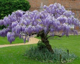 Wisteria Sinensis (Chinese Blue Wisteria) 3 seeds - £1.84 GBP