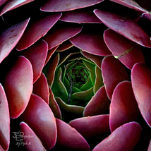 Succulent, Abstract Floral, Nature Art, Fine Art Photo on Metal, Canvas or Paper - £21.90 GBP+