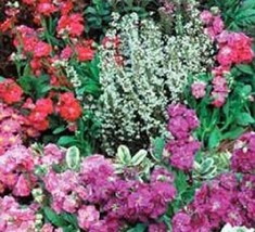 Stock Mix Seeds 100 Seeds Matthiola Incana Ten Week Mix Flower Seedsgarden Beaut - £17.01 GBP