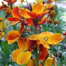 US Seller English Wallflower Seeds 150+ Cheiranthus Cheiri Flower Butterflies - £6.55 GBP