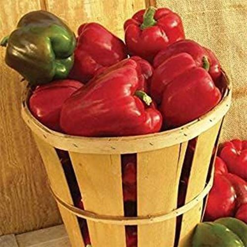 PM Alliance Hybrid Sweet Bell Pepper Seeds (25 Seed Package) - $3.98