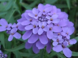 Best 50 Iberis Gibraltarica Evergreen Lilac Candytuft Deer Resistant Ground Cove - £7.88 GBP