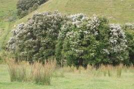 100 Seeds White Kanuka Tea Tree - £7.69 GBP