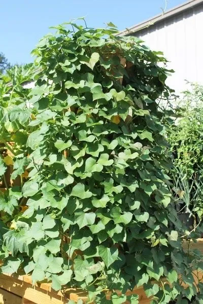 10 Easy To Grow Slips Rooted Sweet Potato Slips Cutting Vines - £34.77 GBP