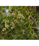 SRN Azadirachta Indica Neem Tree Seeds Garden - $11.27