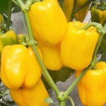 PPA 25 Seeds Scarborough Bell Peppers Yellow Golden California Wonder - £3.66 GBP