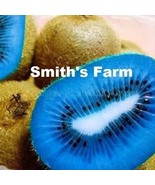 Blue Kiwi Hard To Locate Sweet Juicy Fruit  25+ seeds - £7.26 GBP