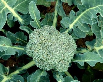 THJAR Broccoli Seeds - Organic, Heirloom, Open Pollinated, Non GMO - Gro... - $2.31