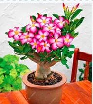 2Pcs Adenium Seeds Single Petals White Flowers With Rose Pink Edge Desert Rose F - $13.80