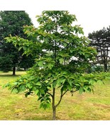 2 Sassafras Tree Sassafras Albidum Bareroot New Fast Shipping - $73.48 CAD
