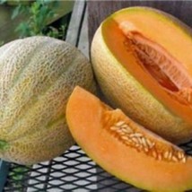 Melon Hales Best Cantaloupe Seeds Fresh Seeds USA Seller - £8.68 GBP