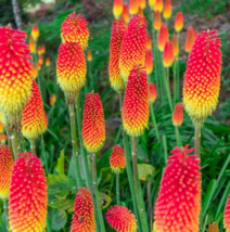 50 Flaming Torch Red Hot Poker Lily Seeds Beautiful Flower Plant From US - £7.05 GBP