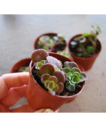 Coral Reef Chinese Stone Crop - Sedum Tectractinum - Creeping Ground Cover - $5.45