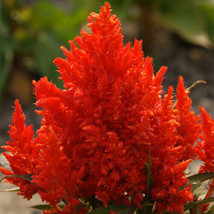 SALE  Scarlet Plume Celosia Seeds 20 - 400 Seeds Non-Gmo - £3.29 GBP