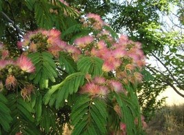 Fresh New Mimosa Silk Tree Albizia Julibrissin 30 Seeds Fast Hardy Showy Fragran - £14.55 GBP