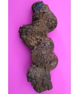 Giant Lizard Poop 5 Million Years Old Coprolite Genuine Fossil Dino Girl... - $47.85 CAD