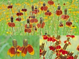 501+MEXICAN HAT Perennial Native Wildflower Drought Heat Cold Easy Flowe... - $13.00