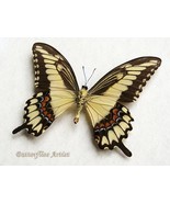 Broad Banded Swallowtail Papilio Lycophron Butterfly Framed Entomology S... - $1,133.58 MXN