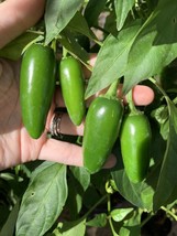 25 Texas Jalapeno Pepper ? Seeds Homegrown Vegetable Garden Fruit Organic - £6.99 GBP