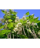 BRN Southern Catalpa Catalpa Bignonioides 20 Seeds Fish Bait Cigar Tree ... - €11,94 EUR