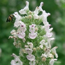 Fresh USA Seller White Catmint Seeds Fresh Organic Nepeta Cataria Seeds, White O - £5.99 GBP