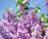 Purple Lilac Shrub Syringa Villosa Cutting 20 Seeds - £7.20 GBP