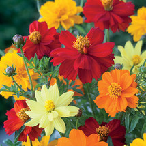 50 Seeds Cosmos Sulphureus Brightness Mixed Fresh Seeds for Planting - £13.51 GBP