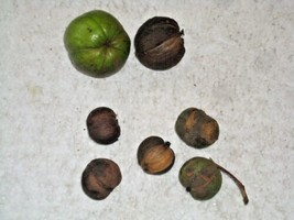 THJAR 5 Mockernut Hickory Nuts ( Carya Tomentosa ) - $13.00