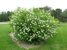 Chicago Lustre viburnum shrub 2.5" pot image 7