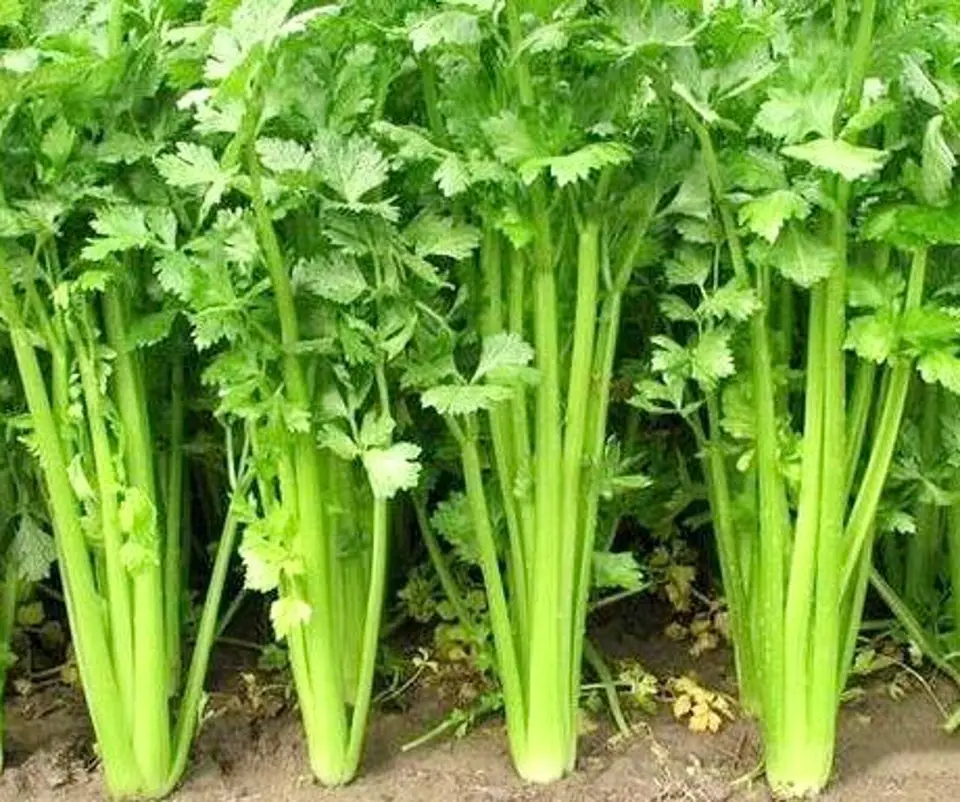 Chinese Celery Apium Graveolens Vegetable Garden NON GMO 1000 Seeds  - $9.80