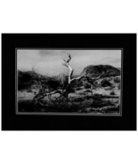 Nature Photography, Title: The Desert Tree Framed ready to Hang - £232.85 GBP