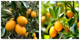 Fukushu Kumquat Tree Citrus Semi-Dwarf - 18-36&quot; Tall - Live Plant - £154.17 GBP