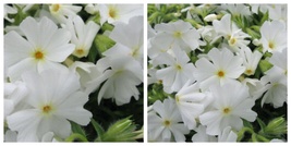 PHLOX SUBULATA White Delight Creeping Phlox Starter Plant - $31.79