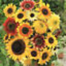50 Seeds! Sunflower Here Comes The Sun Mix 6 Types Bees Love Sunflowers! Non-GMO - £9.64 GBP